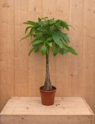 Geldboom Pachira Aquatica potmaat 19 cm H40-60 cm kamerplant Warentuin Natuurlijk - Warentuin natuurlijk