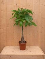 Geldboom Pachira Aquatica potmaat 19 cm H40-60 cm kamerplant Warentuin Natuurlijk - Warentuin natuurlijk - thumbnail