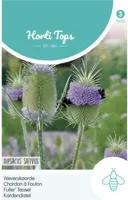 Zaden Dipsacus Weverskaarde Hortitops - Hortitops - thumbnail