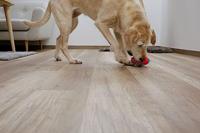 Rugby toyfastic te vullen roodturkoois 12 x 75 cm - thumbnail