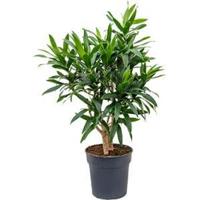 Dracaena Pleomele reflexa M kamerplant - thumbnail