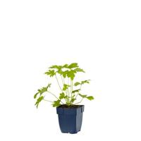 Delphinium (P) Blue Bird vaste plant Griffioen - Griffioen - thumbnail