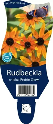 Rudbeckia tril. Prairie Glow vaste plant Griffioen - Griffioen