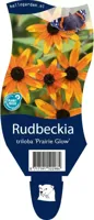 Rudbeckia tril. Prairie Glow vaste plant Griffioen - Griffioen - thumbnail