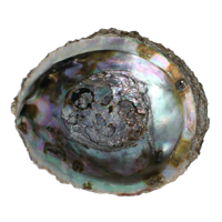 Alchemia Abalone schelpen 1 Stuks - thumbnail