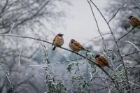 Tuinschilderij musjes winter 130x70 Customize-it - Customize it - thumbnail