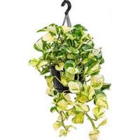 Scindapsus epipremnum gen photos S hangplant - thumbnail