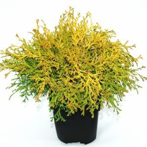 Schijncipres (Chamaecyparis obtusa "Kamarachiba") conifeer Schijncipres (Chamaecyparis obtusa "Kamarachiba") conifeer