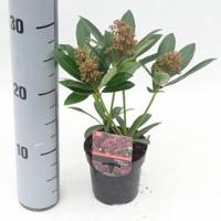 Skimmia (Skimmia Japonica “Rubesta”®) heester - 15-20 cm (P9.5) - 18 stuks - thumbnail