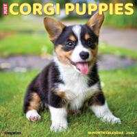 Welsh Corgi Puppies Kalender 2026 - thumbnail