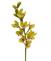 Cymbidium Deluxe 70 cm groen - thumbnail