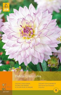 Dahlia crazy love 1st bloembol zomer Dahlia JUB - Jub