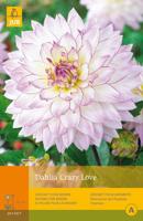 Dahlia crazy love 1st bloembol zomer Dahlia JUB - Jub - thumbnail