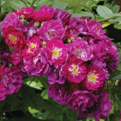 Purper treur Stamroos