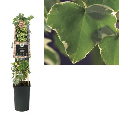 Hedera Helix 'Glacier' - bonte kleinbladige klimop