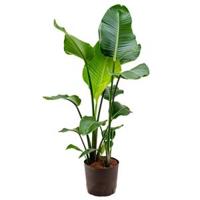 Strelitzia nicolai M hydrocultuur plant - thumbnail