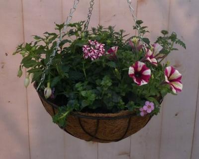 Diverse hangplantjes in kokos hanging basket roze Warentuin Natuurlijk - Warentuin natuurlijk
