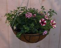 Diverse hangplantjes in kokos hanging basket roze Warentuin Natuurlijk - Warentuin natuurlijk - thumbnail