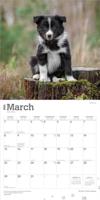 Border Collie Puppies Kalender 2026 - thumbnail