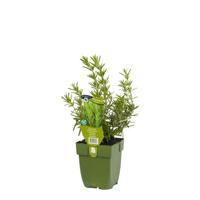 Rozemarijn kruid Rosmarinus officinalis Griffioen - Griffioen - thumbnail