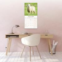 Schapen Kalender 2026 - thumbnail