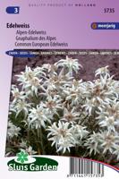 Leontopodium Alpinum zaden Edelweiss - thumbnail