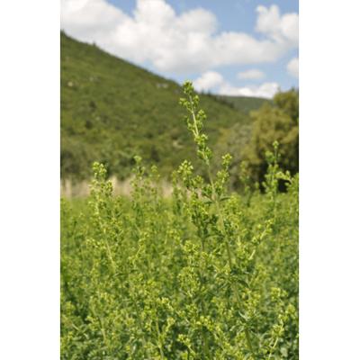 Sonnentor Oregano bio 18 Gram