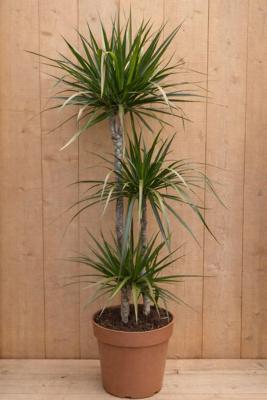 Drakenbloedboom Dracaena Fragrans Marginata Green/Groen H110-130 cm potmaat 23 cm 3 stammen kamerplant Warentuin Natuurlijk - Warentuin natuurlijk