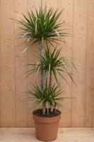 Drakenbloedboom Dracaena Fragrans Marginata Green/Groen H110-130 cm potmaat 23 cm 3 stammen kamerplant Warentuin Natuurlijk - Warentuin natuurlijk - thumbnail