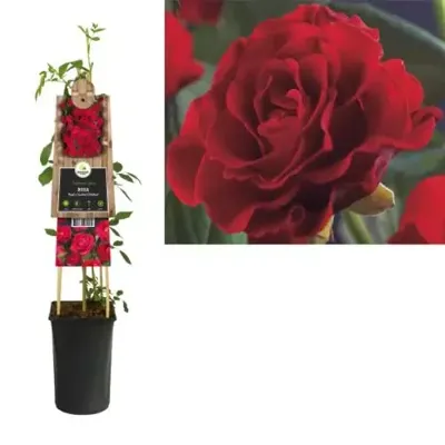 Klimroos Rood Rosa Pauls Scarlet Climber 75 cm klimplant