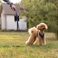 Ferplast Ergocomfort Tuig  Grijs - XS - thumbnail