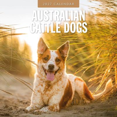 Australian Cattle Dog Kalender 2027