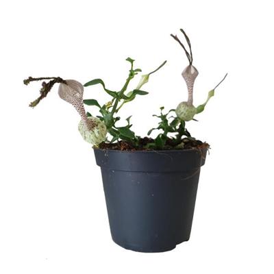 Ceropegia Simoneae - P 8 cm Ceropegia Simoneae - P 8 cm