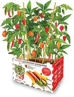 Kweekset Batlle Pepers Pikant 30 x 19,5 x 16,2 cm - thumbnail