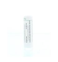 Cimicifuga racemosa 30CH - thumbnail