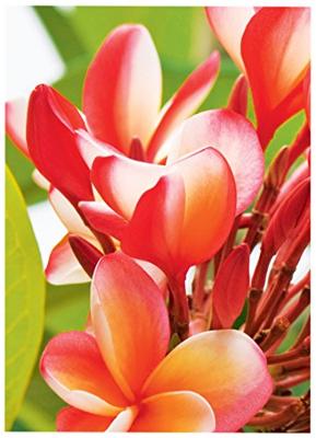 Avery-Zweckform Premium Photo Paper Inkjet C2550-50 Fotopapier 10 x 15 cm 250 g/m² 50 vellen Hoogglans
