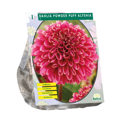 Dahlia Powder Puff Alyshia 1 stuks bloembollen Baltus - Baltus