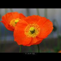 Marumi 55mm DHG Macro X3 Filter - thumbnail