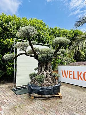 Olijfboom Pon Pon - Olea Europea