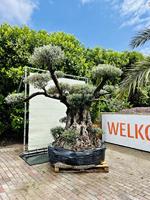 Olijfboom Pon Pon - Olea Europea - thumbnail