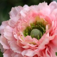 Ranonkel Kunsttak 46cm Roze - thumbnail