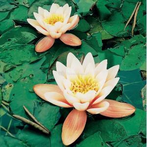 Oranje waterlelie (Nymphaea Aurora) waterlelie (6-stuks) Oranje waterlelie (Nymphaea Aurora) waterlelie (6-stuks)
