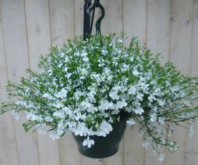 Hangplant Lobelia wit Warentuin Natuurlijk - Warentuin natuurlijk