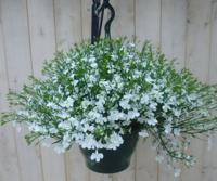 Hangplant Lobelia wit Warentuin Natuurlijk - Warentuin natuurlijk - thumbnail