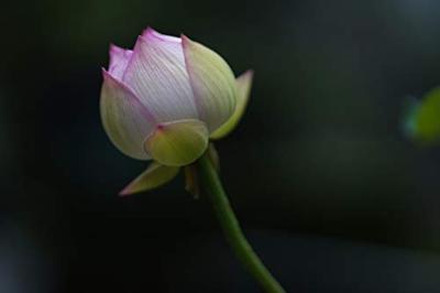 Sigma 85mm F/1.4 DG DN Art Sony FE - thumbnail