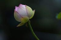 Sigma 85mm F1.4 DG DN Art Sony FE mount - thumbnail