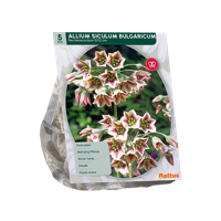 Sierlook - thumbnail