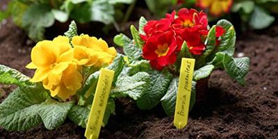 Meister Plaatje Voor Plantgoed 20St W - WU9970300
