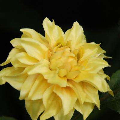 Dahlia Kunsttak deluxe 78cm Geel