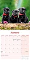 Staffordshire Bull Terrier Puppies Kalender 2026 - thumbnail
